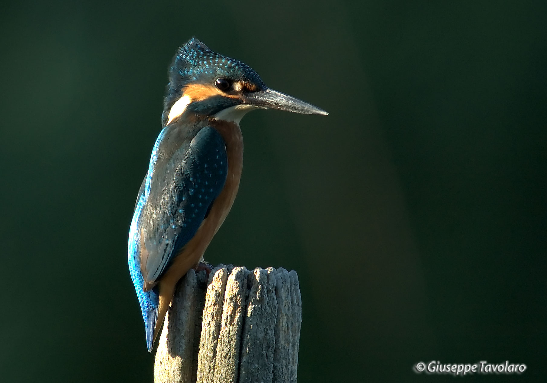 Martin pescatore (Alcedo atthis).